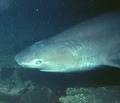 Image result for Hexanchus griseus