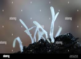 Attēlu rezultāti vaicājumam “Enerthenema papillatum young”