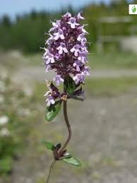 Attēlu rezultāti vaicājumam “Thymus pulegioides fruit”