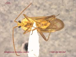 Attēlu rezultāti vaicājumam “Adelphocoris lineolatus imago”