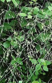 Attēlu rezultāti vaicājumam “Milium effusum flower”