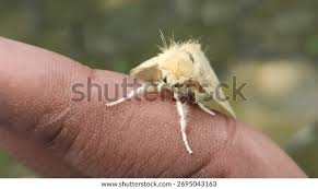 Attēlu rezultāti vaicājumam “Lymantriidae”