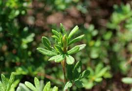 Attēlu rezultāti vaicājumam “Pentaphylloides fruticosa leaf”