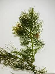 Attēlu rezultāti vaicājumam “Ceratophyllum submersum”