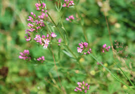Attēlu rezultāti vaicājumam “Centaurium erythraea leaf”