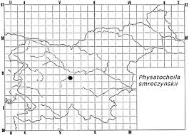 Attēlu rezultāti vaicājumam “Physatocheila smreczynskii”