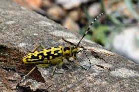 Attēlu rezultāti vaicājumam “Saperda scalaris”