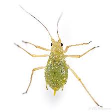 Attēlu rezultāti vaicājumam “Acyrthosiphon”