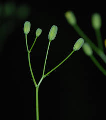 Attēlu rezultāti vaicājumam “Lapsana communis bud”