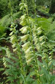 Image result for Digitalis lutea