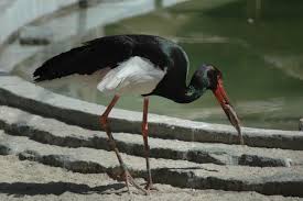 Attēlu rezultāti vaicājumam “Ciconia nigra”