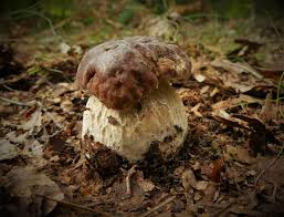 Attēlu rezultāti vaicājumam “Vouauxiomyces santessonii”