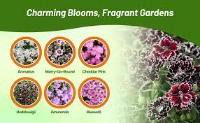 Attēlu rezultāti vaicājumam “Dianthus arenarius”