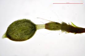 Attēlu rezultāti vaicājumam “Pleuridium subulatum”