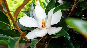 Attēlu rezultāti vaicājumam “Magnolia x loebneri flower”