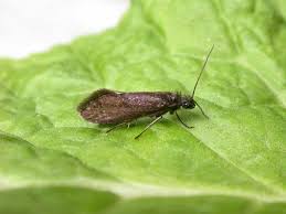 Attēlu rezultāti vaicājumam “Eriocraniidae”