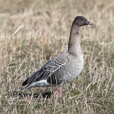 Attēlu rezultāti vaicājumam “Anser brachyrhynchus adult”