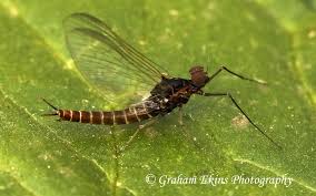 Attēlu rezultāti vaicājumam “Belbodamaeus sp.”