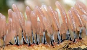 Attēlu rezultāti vaicājumam “Stemonitopsis typhina stalked”