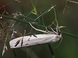 Attēlu rezultāti vaicājumam “Pelosia muscerda”