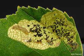 Attēlu rezultāti vaicājumam “Licea pusilla macro”