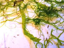 Attēlu rezultāti vaicājumam “Enteromorpha sp.”