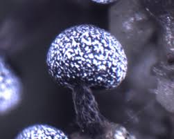 Attēlu rezultāti vaicājumam “Diderma deplanatum spores”