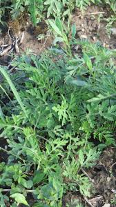 Attēlu rezultāti vaicājumam “Ambrosia artemisiifolia bud”