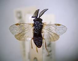 Attēlu rezultāti vaicājumam “Neodiprion sertifer”