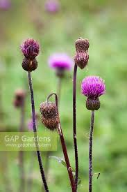 Attēlu rezultāti vaicājumam “Cirsium heterophyllum flower”