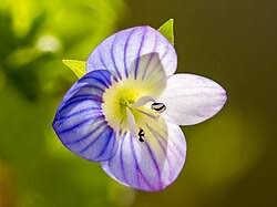 Attēlu rezultāti vaicājumam “Veronica filiformis flower”