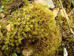 Attēlu rezultāti vaicājumam “Didymodon fallax var. brevifolius”