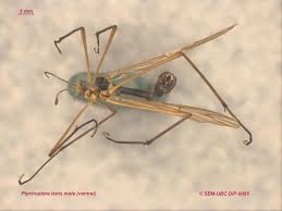 Attēlu rezultāti vaicājumam “Ptychoptera sp. female”