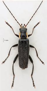 Attēlu rezultāti vaicājumam “Cantharis obscura”