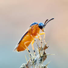 Attēlu rezultāti vaicājumam “Grypocoris sexguttatus”
