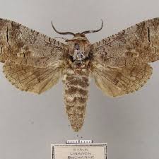 Attēlu rezultāti vaicājumam “Cossus cossus imago”