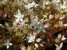 Attēlu rezultāti vaicājumam “Sedum pallidum”