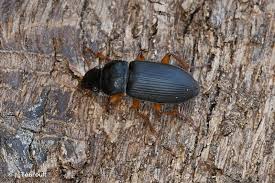 Attēlu rezultāti vaicājumam “Pseudoophonus rufipes”