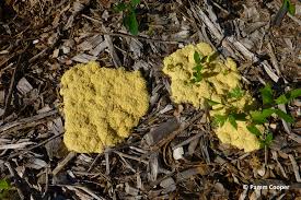 Attēlu rezultāti vaicājumam “Brefeldia maxima young”