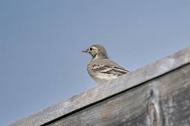 Attēlu rezultāti vaicājumam “Motacilla alba juvenile”