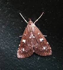 Attēlu rezultāti vaicājumam “Udea olivalis”