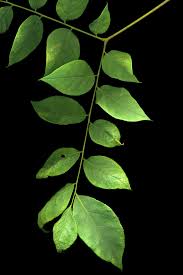 Attēlu rezultāti vaicājumam “Gymnocladus dioicus leaf”