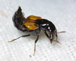 Attēlu rezultāti vaicājumam “Oxyporus”