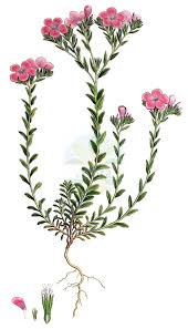 Attēlu rezultāti vaicājumam “Linaceae”