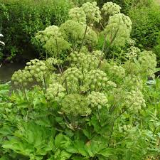 Image result for Angelica archangelica