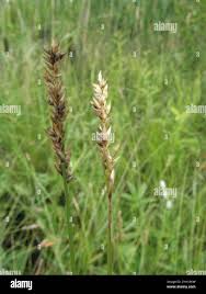 Attēlu rezultāti vaicājumam “Carex diandra leaf”