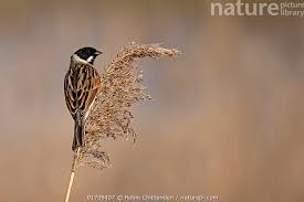Attēlu rezultāti vaicājumam “Emberiza schoeniclus male”