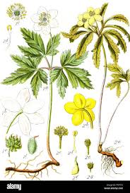 Attēlu rezultāti vaicājumam “Anemone ranunculoides”