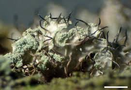 Attēlu rezultāti vaicājumam “Physcia tenella”