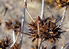 Attēlu rezultāti vaicājumam “Rhododendron calendulaceum flower”